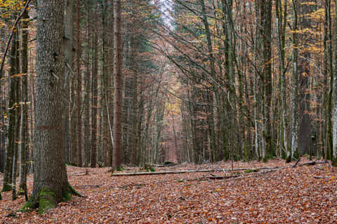 Gemeinde Bayerisch_Eisenstein Landkreis Regen Hans-Watzlik-Hain Wald (Dirschl Johann) Deutschland REG